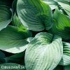 bohyska hosta t rex 6