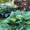 bohyska hosta t rex 7