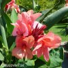 ruzova Dosna Canna Oklahoma 4