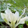bohyska hosta white feather 5