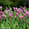 ruzova kurkuma pink wonder 2