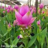 ruzova kurkuma pink wonder 3