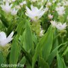 bila kurkuma alismatifolia white 2