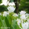 bila kurkuma alismatifolia white 4