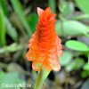 oranžová kurkuma roscoeana orange 6