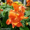 oranzova Dosna Orange Beauty 3