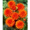 Jiřina Orange Nugget 03