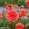 oranzova jirina orange nugget 2