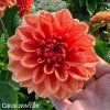 oranzova jirina orange nugget 3