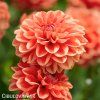 oranzova jirina orange nugget 5