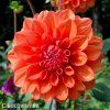 oranzova jirina orange nugget 1