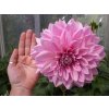 Jiřina Lavender Perfection 01