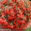 cervena previsla begonie bertinii santa cruz 1