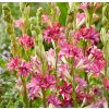 Tuberosa Cherry 02
