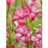 Tuberosa Cherry 01