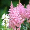 astilbe ruzova cechrava 6