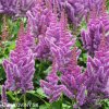 astilbe hyacintova cechrava 1