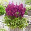 Astilbe Purple 1