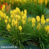 kniphofia zluty mnohokvet yellow 3