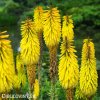 kniphofia zluty mnohokvet yellow 1