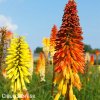 Kniphofia mix mnohokvet smes 5