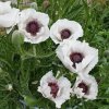 Papaver bílý 03