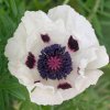 Papaver bílý 01