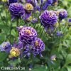 fialovy orlicek aquilegia christa barlow 4