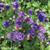 fialovy orlicek aquilegia christa barlow 5