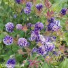 fialovy orlicek aquilegia christa barlow 6