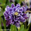 fialovy orlicek aquilegia christa barlow 1