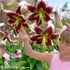 bilocervena lilie beverly dreams 3