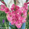 ruzovy mecik pink parrot 3