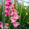 ruzovy mecik pink parrot 4