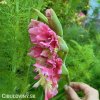 ruzovy mecik pink parrot 5