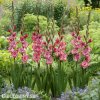 cerveny mecik strawberry swirl 2