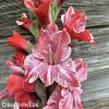 cerveny mecik strawberry swirl 3