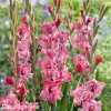 cerveny mecik strawberry swirl 1