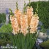 oranzovy mecik queen elizabeth 4