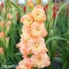 oranzovy mecik queen elizabeth 5
