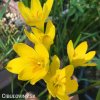 zephyranthes citrina destova lilie zluta 2