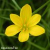 zephyranthes citrina destova lilie zluta 4