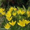 zephyranthes citrina destova lilie zluta 5