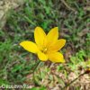 zephyranthes citrina destova lilie zluta 6