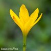 zephyranthes citrina destova lilie zluta 7
