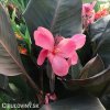 ruzova dosna canna pink futurity 3