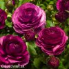 fialovy pryskyrnik ranunculus 2