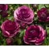 Screen PPT jpg Magic Purple 70041079