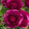 fialovy pryskyrnik ranunculus 4