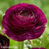 fialovy pryskyrnik ranunculus 1